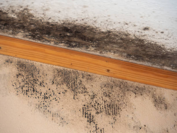 Best Forensic Mold Investigation  in Ivyland, PA