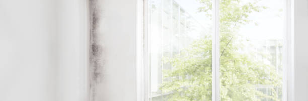Best Real Estate Mold Inspection  in Ivyland, PA