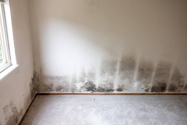 Environmental Consulting for Mold Prevention in Ivyland, PA